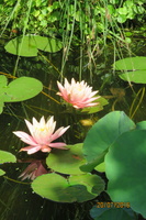 Nymphaea Colorado