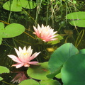 Nymphaea Colorado