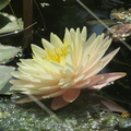 Nymphaea Blushing Bride