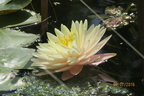 Nymphaea Blushing Bride