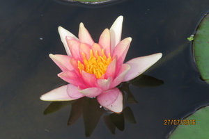 Nymphaea Little Sue