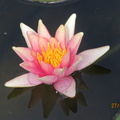 Nymphaea Little Sue