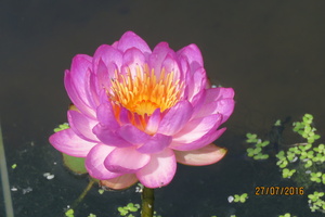 Nymphaea Queen Sirikit