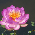 Nymphaea Queen Sirikit