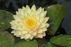 Nymphaea Blushing Bride