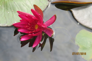 Nymphaea Hidden Violet