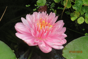 Nymphaea Dahlia