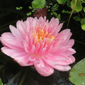 Nymphaea Dahlia