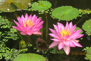 Nymphaea Siam Purple 1