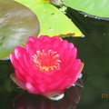 Nymphaea Manee Red