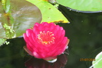 Nymphaea Manee Red