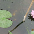 Nymphaea