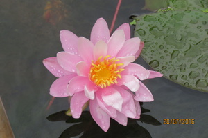 Nymphaea