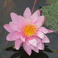 Nymphaea