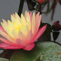 Nymphaea