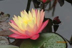 Nymphaea