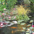 Nymphaea