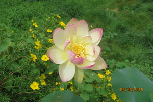 Nelumbo Pink and Yellow