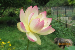 Nelumbo Pink and Yellow