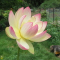 Nelumbo Pink and Yellow