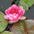 Nymphaea Siam Rose