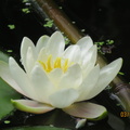 Nymphaea Candida