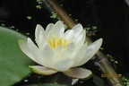 Nymphaea Candida