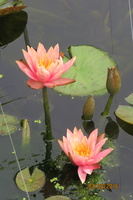 Nymphaea Colorado