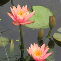 Nymphaea Colorado