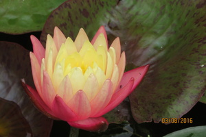 Nymphaea Gregg's Orange Beauty