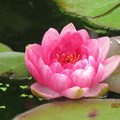 Nymphaea Siam Rose