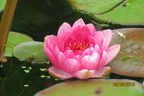 Nymphaea Siam Rose