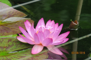 Nymphaea Siam Purple 2