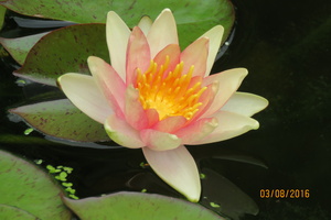 Nymphaea Little Sue