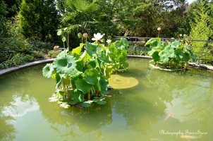 Basssin de lotus avec Koi