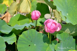 Deux fleurs de Lotus