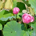 Deux fleurs de Lotus