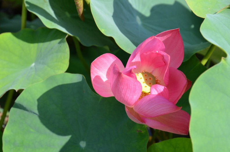 DSC_5476.JPG