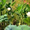 Fleurs de Lotus