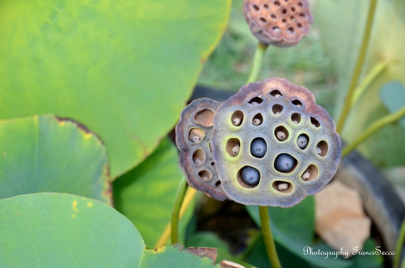 Graine de Lotus..jpg