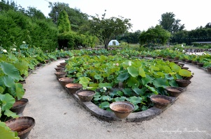 Les bassins de lotus