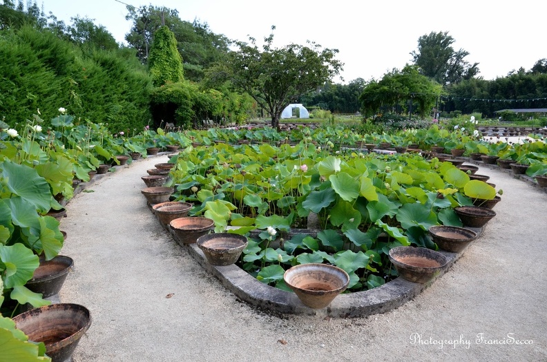 Les bassins de lotus.jpg