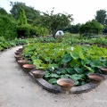 Les bassins de lotus