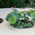 Lotus en bac.