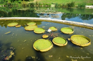 Lotus en bassin
