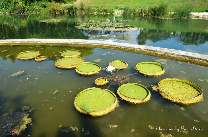 Lotus en bassin.jpg