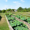 Lotus en pÃ©piniÃ©re