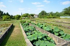 Lotus en pÃ©piniÃ©re