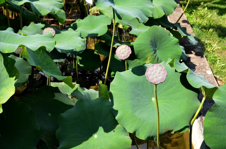 Lotus Graine.jpg