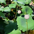 Lotus Graine